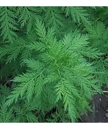 Chinese medicinal herb wormwood seeds, Family Artemisia annua Seeds 200pcs - $12.10 CAD