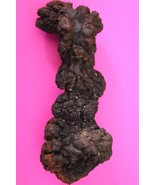 Giant Lizard Poop 5 Million Years Old Coprolite Genuine Fossil Dino Girl... - $47.85 CAD