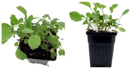 4&quot; Pot - Southern Georgia Collards - Live Plant - Gardening - £24.74 GBP