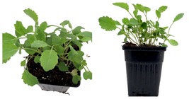 4&quot; Pot - Southern Georgia Collards - Live Plant - Gardening - £24.69 GBP