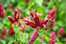 Red Shrimp Live Plants - $20.00