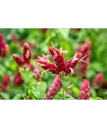 Red Shrimp Live Plants - $20.00