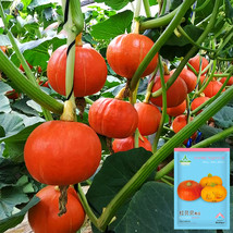 US Seller Scarlet Gem Chestnut Squash Seeds Fast Shipping - £10.34 GBP