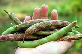 50 Seeds Beans Excellent Sweets Flavor Cranberries Vermont Nutritions Po... - £21.83 GBP