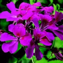 USA Seller 1R7D4 Geranium Seeds Tornado Fuchsia 15 Thru 100 Seeds Ivy Geranium S - £29.52 GBP