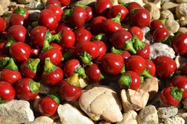 Hungarian Heirloom!!! Kalocsai cseresznye hot pepper, 5 seeds (Ch 095) - £2.38 GBP