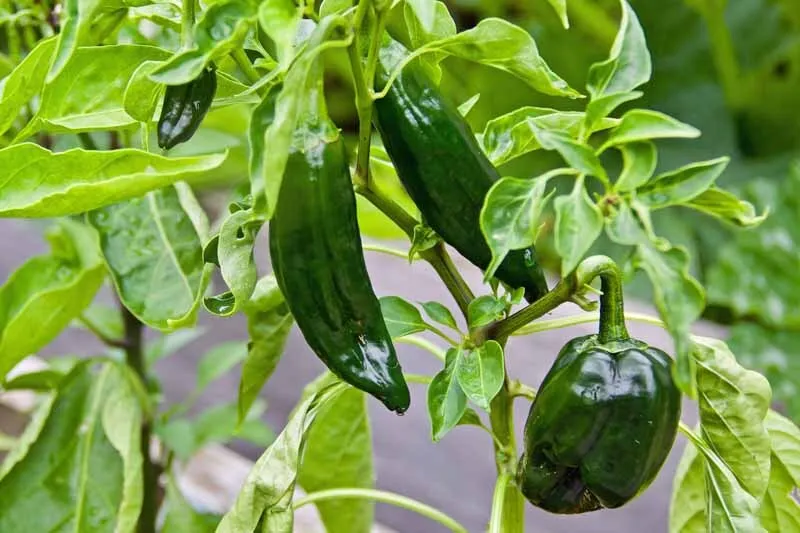 Ancho or Poblano Chili Pepper 30 Seeds Collection - $4.09
