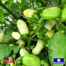 Pepper Hot 100 Seeds Habanero White Nongmo Heirloom Vegetable Garden Us Seller - $3.98