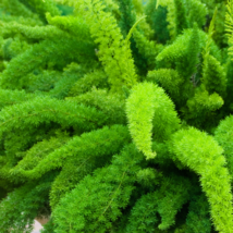 Garden Foxtail Fern Bonsai Green Color - 100 Seeds - £7.09 GBP