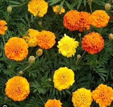 200 French Marigold Seed Mix Yellow And Orange Fresh Garden - £9.43 GBP