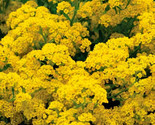 Basket Of Gold Yellow Alyssum 500 Seeds Fast Shipping - £7.22 GBP