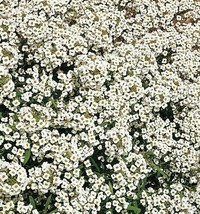 Alyssum Seeds 1500 Carpet Of Snow White Flower Garden Annual Bees Fast Shipping - £7.06 GBP