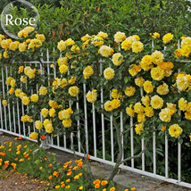 Yellow Short Climbing Rose, 50 Seeds, 40-50cm tall climbing plants E3940 FROM GA - £3.58 GBP