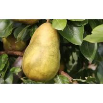 25+ Gorham Pear Seeds – Heirloom Fruit Seeds for Home Garden - $16.50