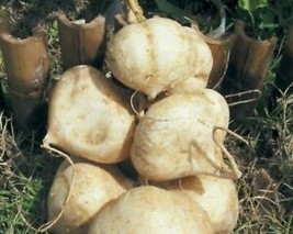 10 Thai Jicama Seeds Crisp Mild Unique Tuber Sweet Tasty Fresh Garden - £7.87 GBP