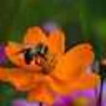 100 Seeds! Cosmos Crazy Bright Orange Sulphur Tall Semi-double Blooms Non-GMO - £9.59 GBP