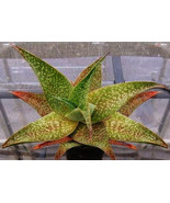 AW Aloe Deltoideodonta Exotic Color Hybrid Succulent Agave Cacti Seeds 5... - $52.02 CAD