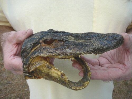Primary image for (G-Def-76) 6-1/8" Deformed Gator ALLIGATOR Aligator HEAD teeth TAXIDERMY weird