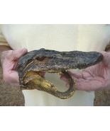 (G-Def-76) 6-1/8&quot; Deformed Gator ALLIGATOR Aligator HEAD teeth TAXIDERMY... - €59,05 EUR
