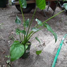 Alocasia Cucullata  Live Plants - $35.00