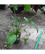 Alocasia Cucullata  Live Plants - $35.00