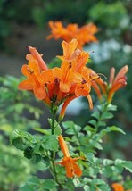 Tecoma Capensis Cape Honeysuckle Cape Trumpet-Flower 10 Seeds USA Garden - $5.58