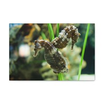 Seahorse Couple Seahorse Couple Print Animal Wall Art Wildlife Canvas Prints Wa - £55.96 GBP+