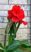 US Seller 200Pcs Canna Lily Seeds Fresh Red Double Flowers New Fresh Seeds - £23.38 GBP