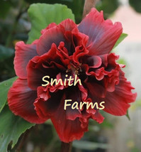 PWO 50+ Seeds Double Red Hibiscus Hardy Flower Garden Perennial - £4.71 GBP