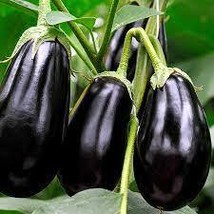 500 Seeds of Eggplant Black Beauty USA Grown - £14.35 GBP