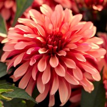 SRN Dahlia Gallery Art Deco 3 Plant Divisions &amp; Tubers Summer Flowers Ga... - $61.83