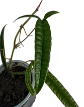 Anthurium Cutucuense By Leal Plants Ecuador Live Plants| Cutucuense House Plant - £39.22 GBP