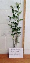 River Birch multi-stem clump tree qt. pot betulanigra image 2