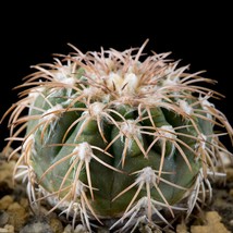 10 pcs Seeds Gymnocalycium spegazzinii ssp.Punillaense Rare Cactus Succulent Pla - £11.94 GBP