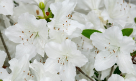 40 Pc Seeds Rhododendron Griffithianum Flower, White Rhododendron Seeds | RK - £15.15 GBP