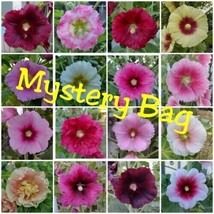 Hollyhock 50 Pure Mixed Seeds Mystery Mix Variety Pack 2023 Crop - £5.19 GBP