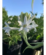 Tuberose (Agave amica) Plant - $547.98 MXN