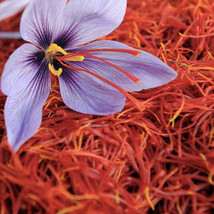 Pure Kashmiri Saffron Threads, Finest Dark Red Saffron Spice for Cooking Paella - £14.83 GBP