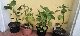 Manzano pepper plants 4 plants-4 colors RED, ORANGE, YELLOW and BROWN - $34.65