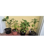 Manzano pepper plants 4 plants-4 colors RED, ORANGE, YELLOW and BROWN - $47.44 CAD