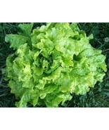 KKG Premium Black Seeded Simpson Leaf Lettuce Fresh Organic Seeds Fresh ... - $7.89