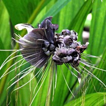Bat Flower Seeds, 10 Tacca Palmata Exotic Seeds, Grow Your Mystical Garden, Thou - £7.57 GBP