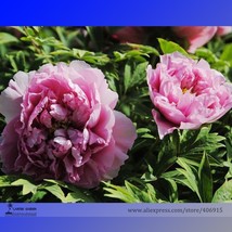 Yin Hong Qiao Dui Pink Red Peony Tree Shrub Flower 5 Seeds Light Fragran... - £8.00 GBP