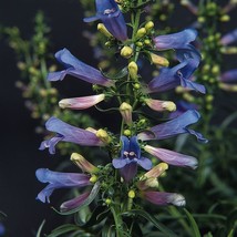 Penstemon Heterophyllus Electric Blue Garden Plant Seeds 50 Seeds Fresh USA Fast - $15.99