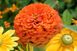 250 Orange King Zinnia Elegans Flower Seeds - Organic - £7.98 GBP