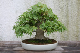 New Fresh Japanese Maple Tree Seeds Acer palmatum 25 seeds - £4.88 GBP