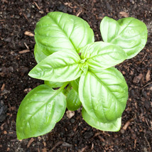 Sweet Basil Herb select 100 - 5,000 seeds Fresh Heirloom Great Aroma Dried Garde - £1.29 GBP+