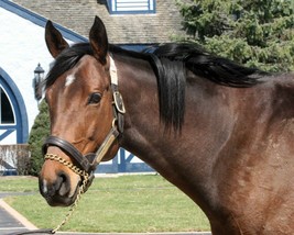 COLOR PHOTO - INVASOR  headshot - $8.00+