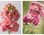 100 Seeds Matthiola incana StoX Antique Rose Pink Garden - $40.93
