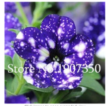 100 Pcs Petenia Seeds Mini Seed Flower Funny Climbing Plants Planting Planting P - £6.74 GBP